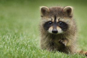 开云体育官方网站登陆-《CS_GO冠军联赛,Astralis以绝对优势夺冠升级》,csgoiem2021冠军