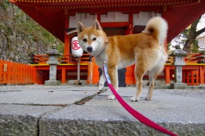 开云体育官方入口-史上最“燃”关键三分：一球点燃全场激情！，一分钟三分球世界纪录