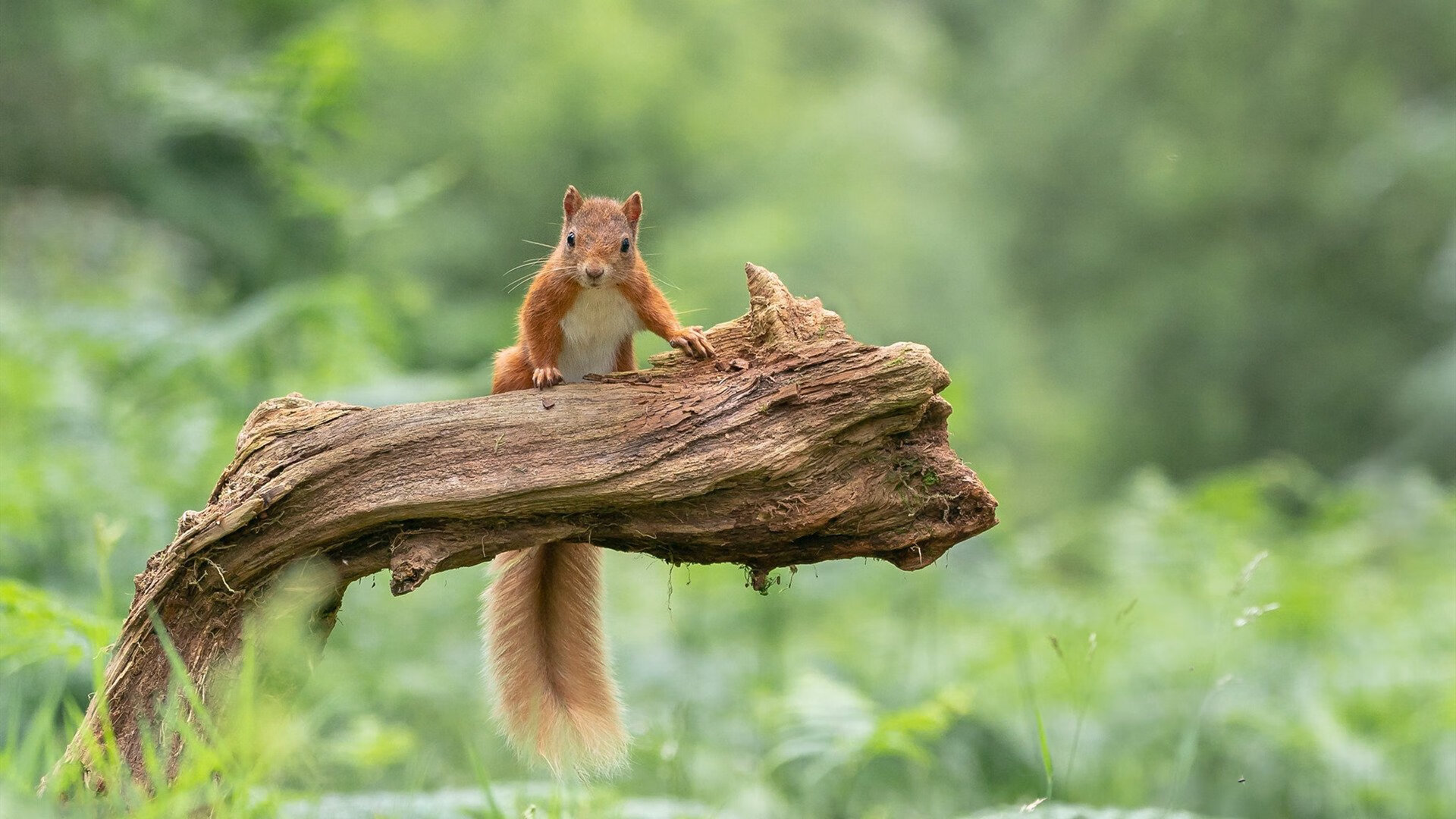“球员成长:从菜鸟到巨星的励志经验”,球星励志短句