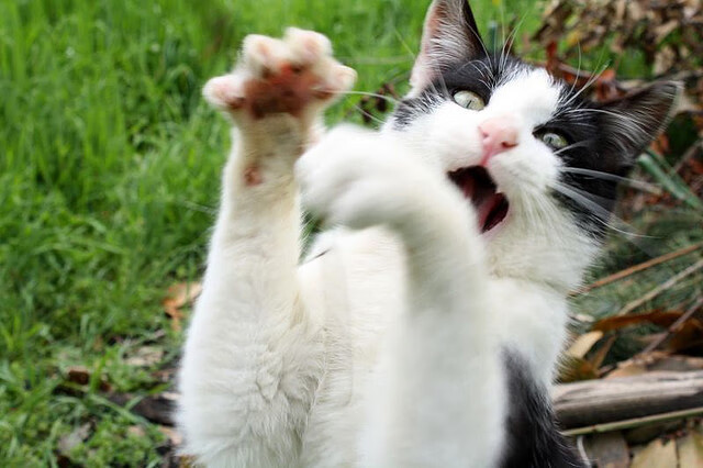 “校园足球比赛亮点纷呈,青少年展现多样才华”,校园足球竞赛