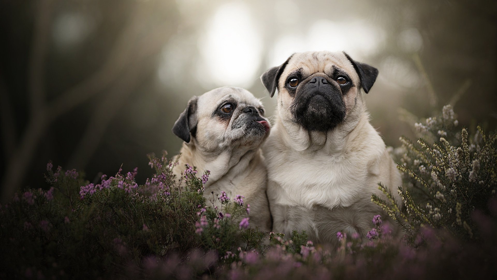传奇与新星的碰撞：经典选手的“火花”再现，火花传说百度百科